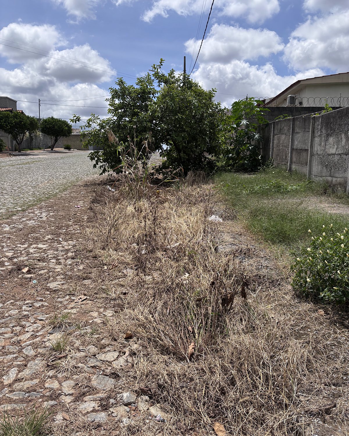 Depois: a mesma área com a vegetação seca após a capina elétrica.